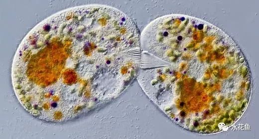 水中常见的藻类微生物图片,藏在水下的生物