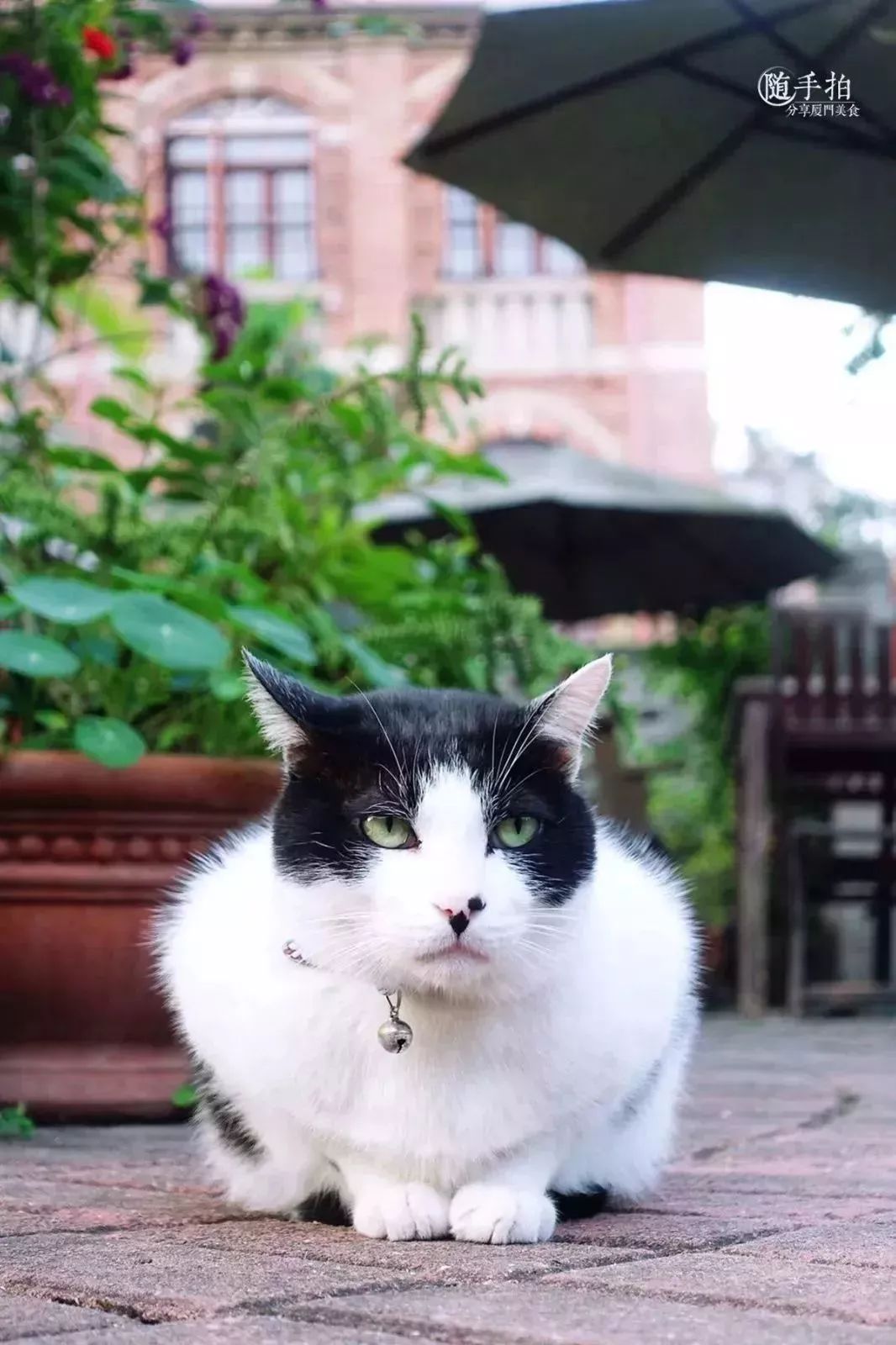 鼓浪屿最值得吃的美食,鼓浪屿最好吃的美食最新