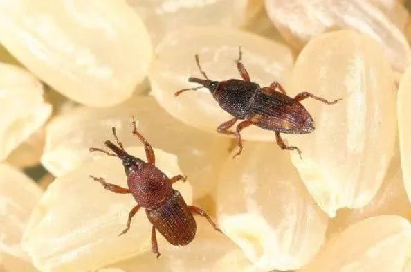 米里发现小黑虫,家里米缸里有黑色虫子如何消灭