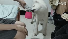 给你们带来不一样的踢瓶盖挑战,踢瓶盖挑战玩一玩入口