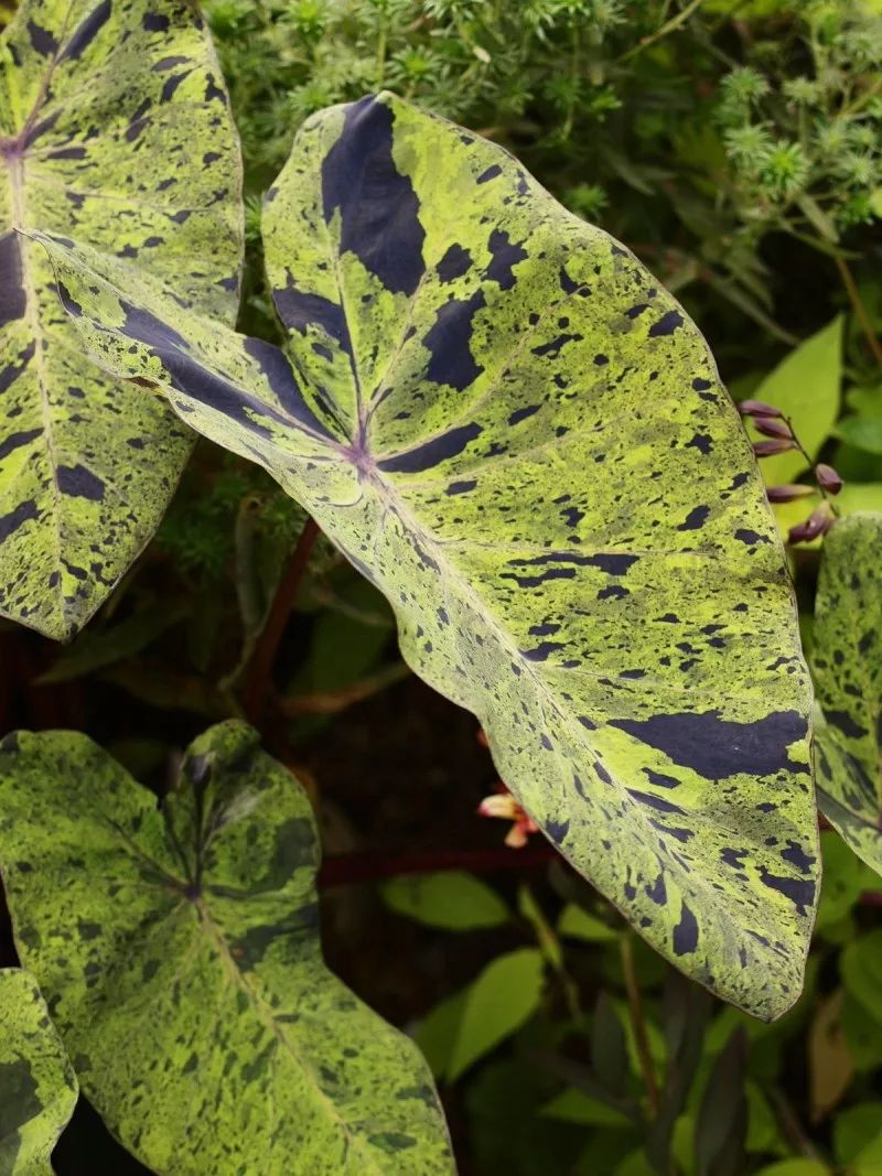 2000块一斤的芋头到底长什么样?绿植达人爱不释手的黑金海芋告诉你答案