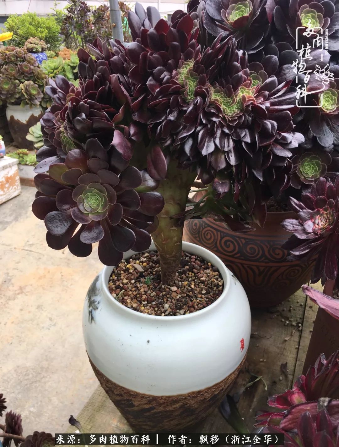 魅力无限的法师诱惑：我的灿烂，由你决定