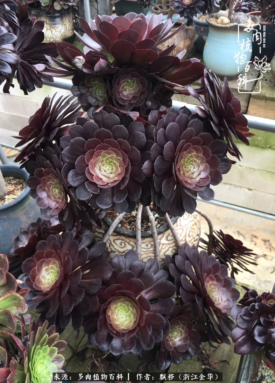 魅力无限的法师诱惑：我的灿烂，由你决定