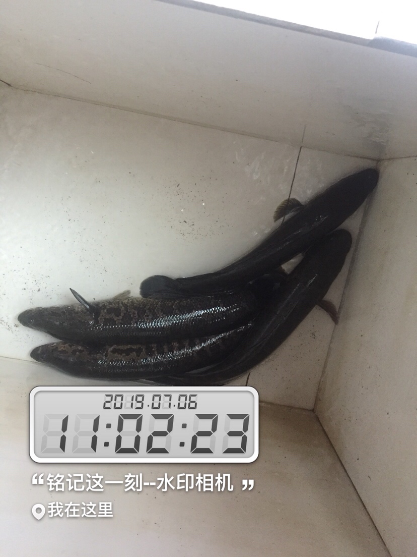 雷强2020年视频,2019雷强视频