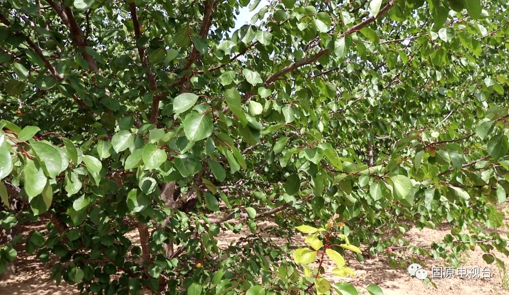 红梅杏的产地在哪里,红梅杏名字的由来