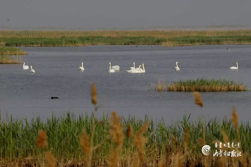 草原三兄弟生活,草原三兄弟近况