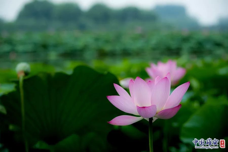 遇见·雄安｜七月错过白洋淀，你可就错过了整个北方的夏天！