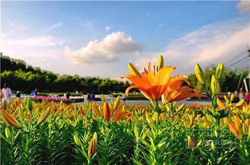 百合花海打卡地,春天长春网红打卡地