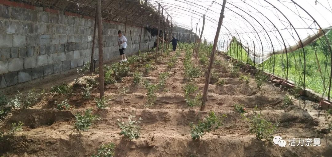 从皇帝贡品到百姓“补”品,欧李,“果”然了得!