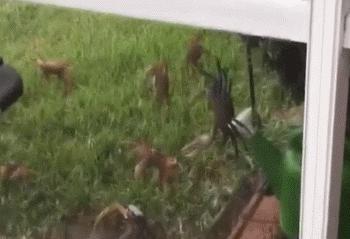 数百只螃蟹突然闯入家中,家中数百只螃蟹入侵