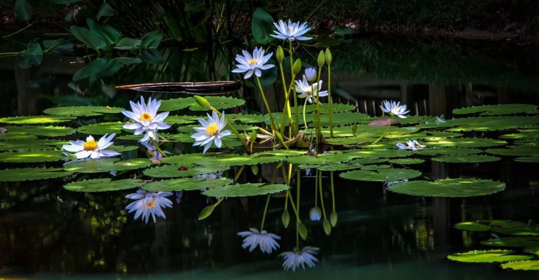 睡莲可以在沙底里生长吗,睡莲的养护方法图解
