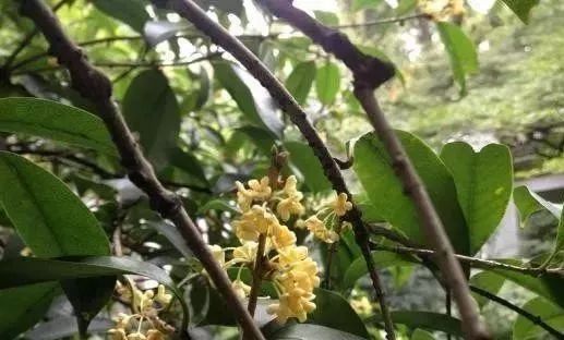 人大代表提议牡丹为国花,建议将牡丹确定为国花