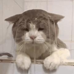 苏州新增电子警察抓拍,苏州工业园区电子警察抓拍分布图