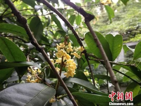 中国官方承认的国花选出来了吗,中国的国花目前选出来了吗