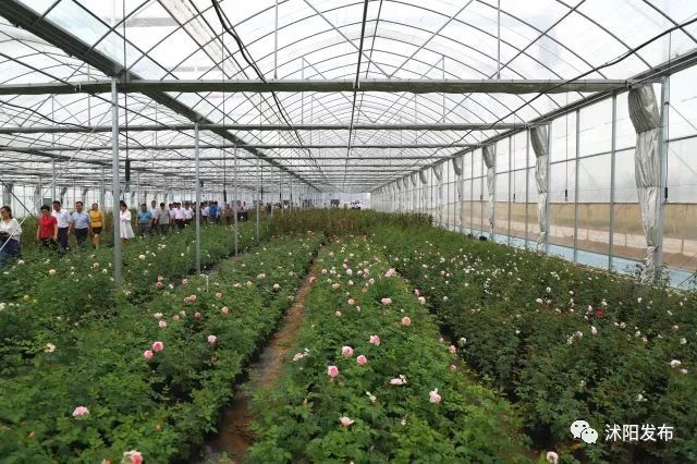 跟着书记县长去观摩，看沭阳七月“美景”红似火！