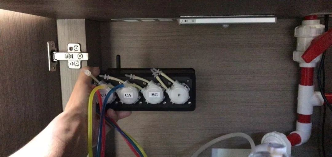 新开缸每天都有鱼死,新开缸鱼一直死