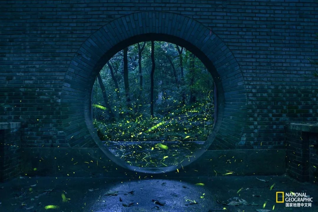 南京古寺看萤火,南京萤火虫在灵谷寺还是明孝陵