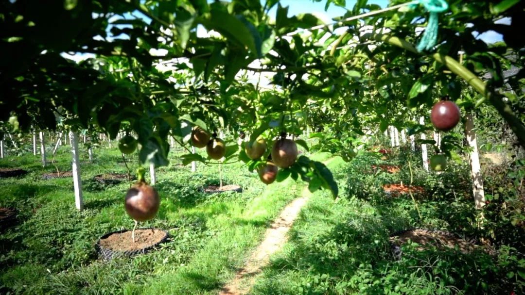 宾川最出名的石榴,大理宾川石榴
