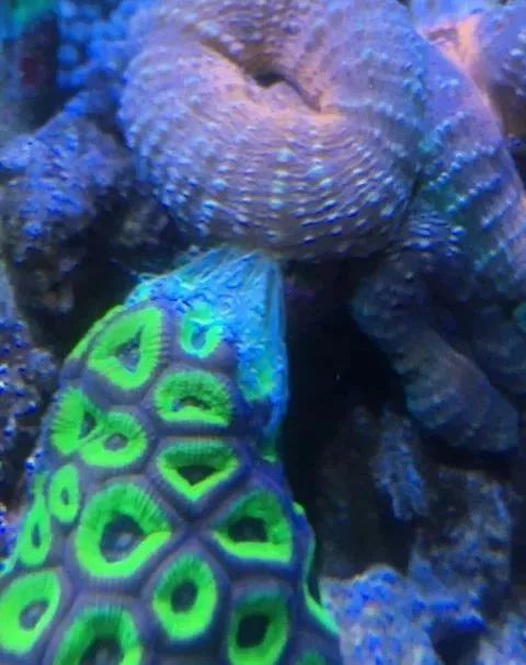 生死看淡不服就干古风打戏,生死看淡不服就干打一动物