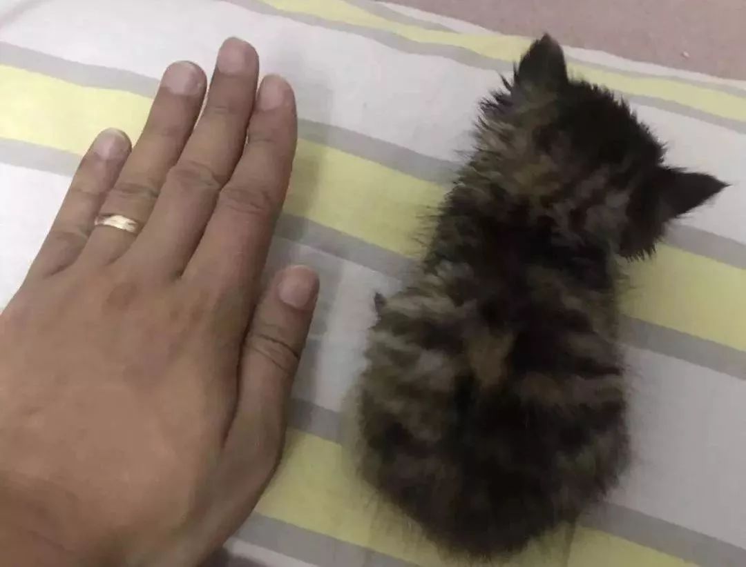 准备怀孕的人可以养狗养猫吗,怀孕家里养猫对胎儿有影响吗