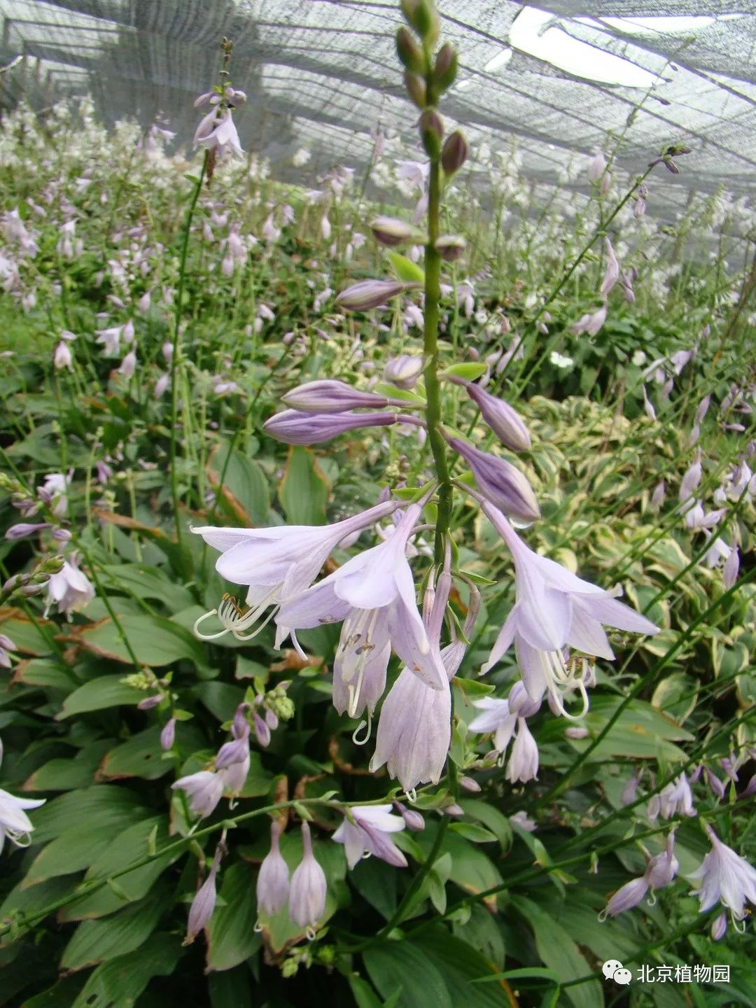 最耐寒的玉簪品种,北京植物园园艺