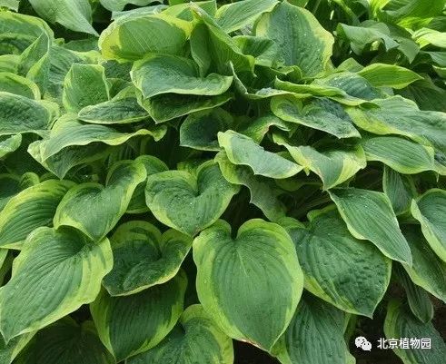 最耐寒的玉簪品种,北京植物园园艺