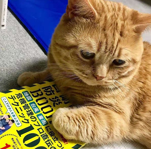 日本小丧猫凭“厌世脸”火遍全网,30w网友心都被萌化了…