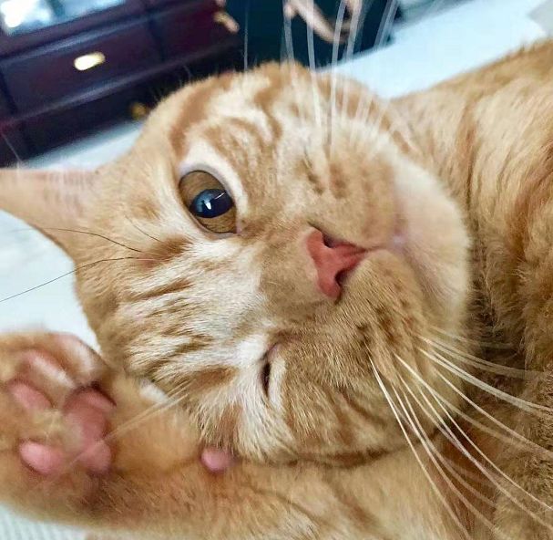 日本小丧猫凭“厌世脸”火遍全网,30w网友心都被萌化了…