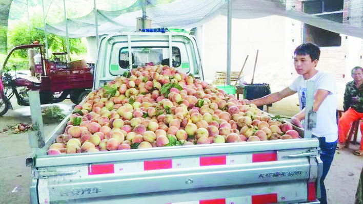 沈阳水果批发市场桃子代销,市区水果店能开桃子代销吗