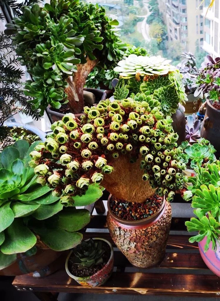 法师黑腐是什么原因,法师叶子黑腐是咋回事