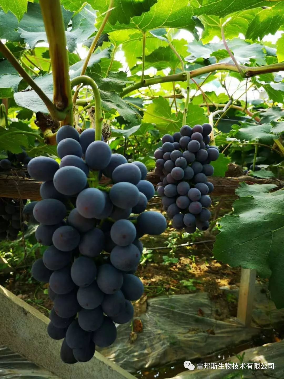 农资年入百万,农资挣钱