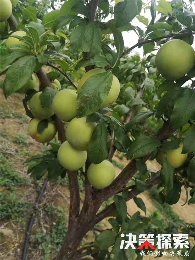 千亩柑橘获丰收农民笑颜增收忙,千亩桃园迎来丰收季群众喜增收