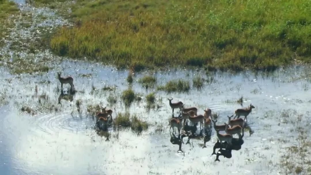 惊掉网友下巴的画面,豆瓣9.1分令人绝望