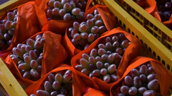 广州市水果市场热闹吗,广州水果市场有杨梅