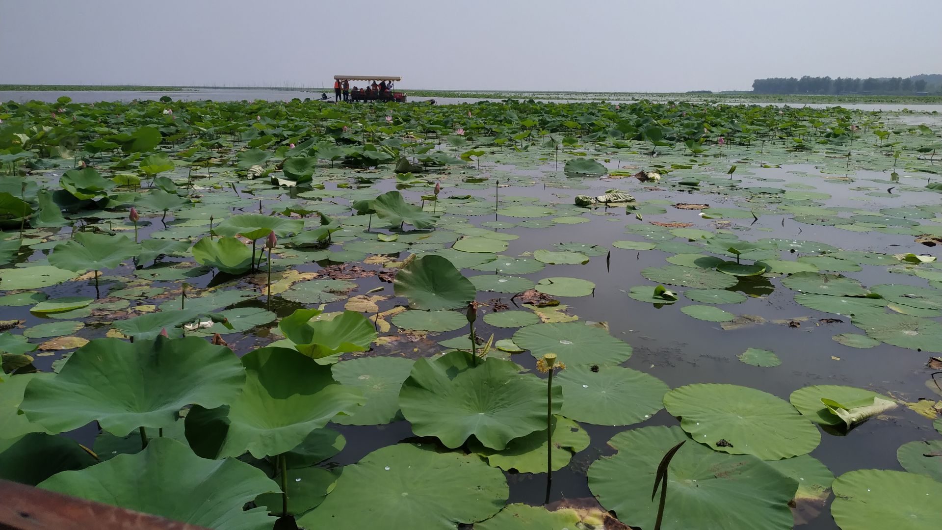 微山湖观荷花,青荷盖绿水微山湖十万亩荷花盛放