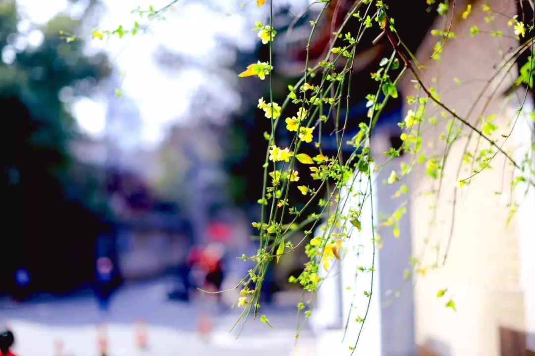 书法创作最雅致的200首对联,古今经典最著名的十副对联