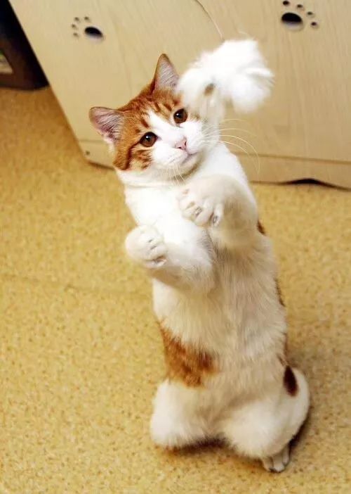 我用了19年，终于读懂了猫的情绪