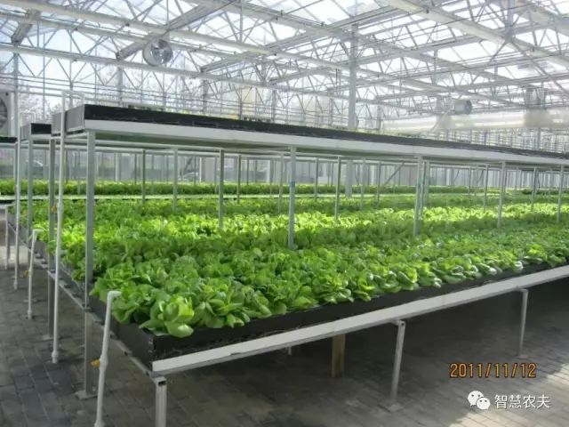 知农道农无土栽培实操技术,无土栽培的知识