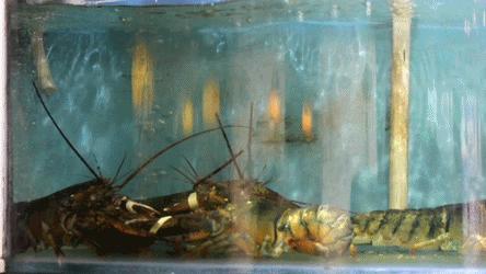 1元/只海白虾，2.8元/只鲍鱼，3.8元/只碳烤生蚝！啤酒喝一瓶还送一瓶！这家人气平价海鲜火锅老店让你嗨翻整个今夏