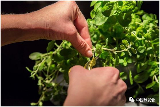 布拉格没有眼泪也没有浪费|“绿会指数”GMI-014观察