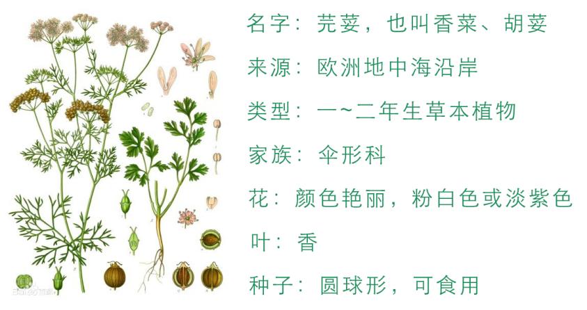 为什么有的人不吃香菜和葱,香菜什么人不适合吃