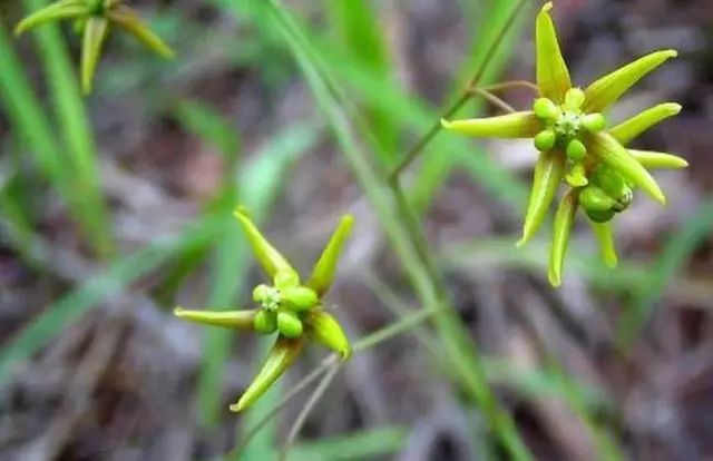 一吹就散的蒲公英抖音视频,一吹即散的蒲公英图片