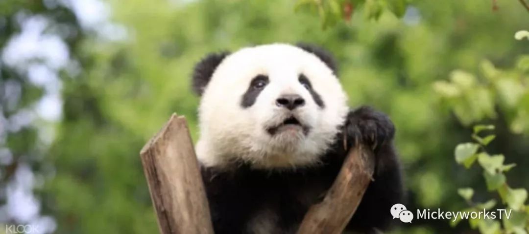 成都住一个月的感受,住在成都的真实感受