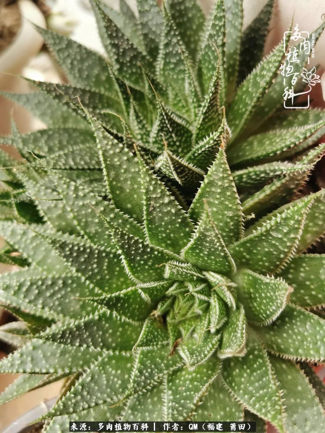 无尽的多肉!陪我走过七年人生之旅