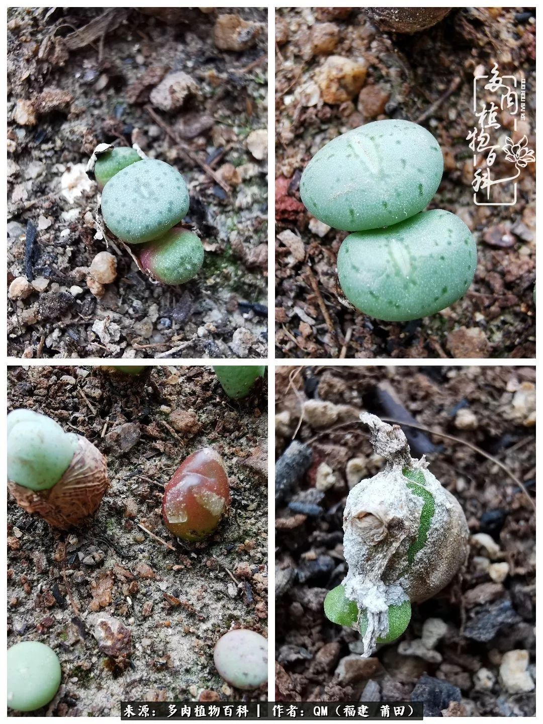 无尽的多肉！陪我走过七年人生之旅