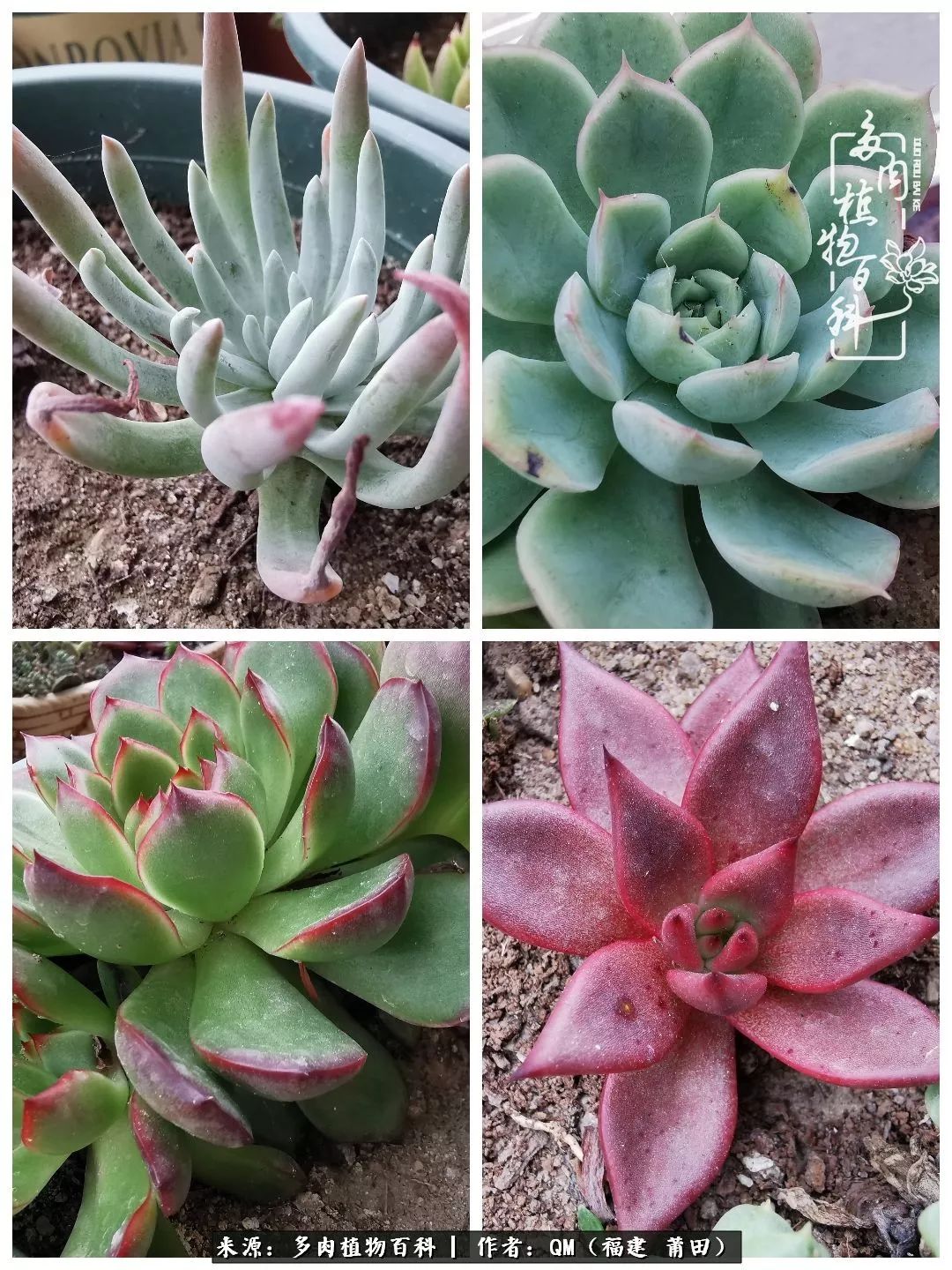 无尽的多肉！陪我走过七年人生之旅