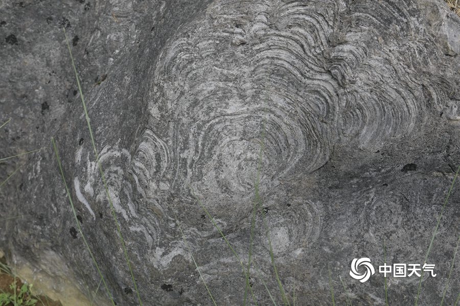 浼氳璇濈殑妞嶇墿,浼氳璇濈殑鐭冲ご