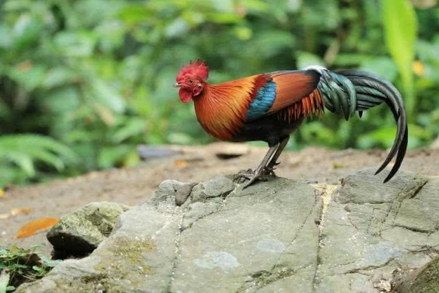 在十二生肖中人类的祖先是指什么,十二生肖的前身都是什么