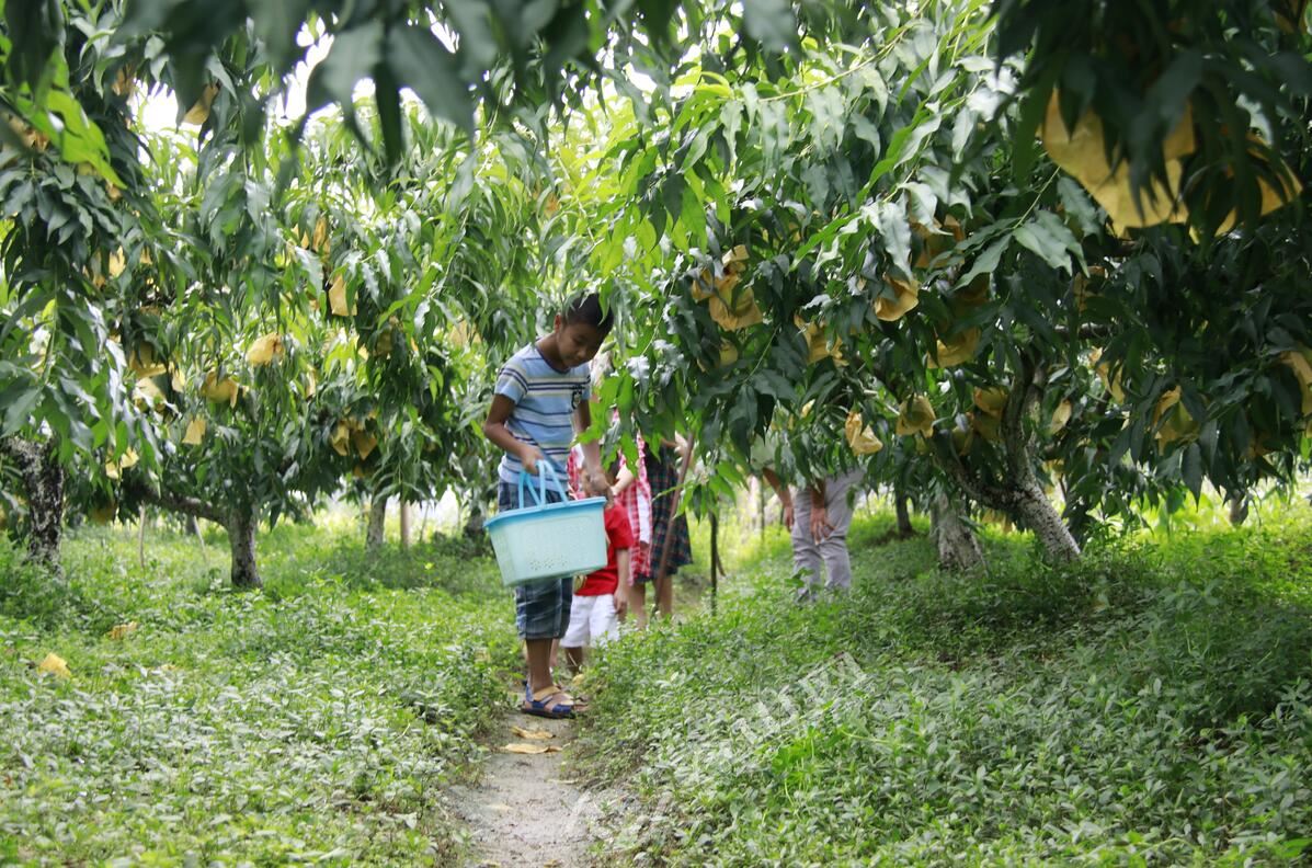 清溪黄桃园开展采摘活动,清溪龙凤维刚黄桃采摘园