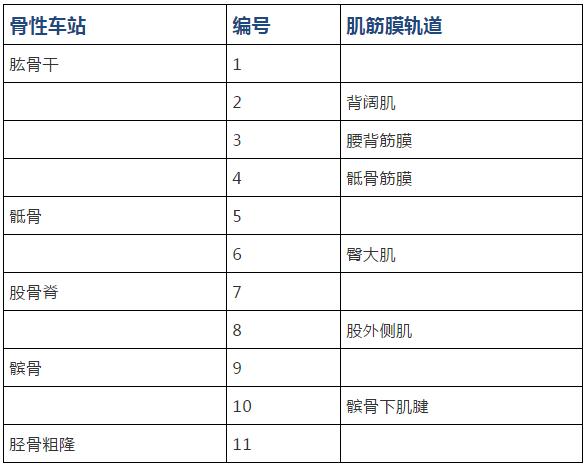康复治疗技术人体解剖学,12条筋膜链解析及治疗手法